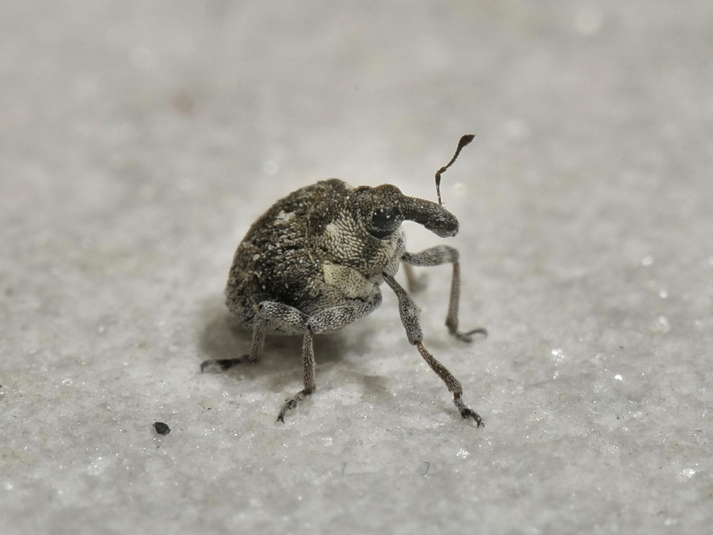 Neophytobius granatus - Curculionidae